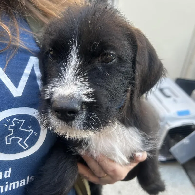 A baby small-sized male Terrier dog named Cornelius for adoption in Point Richmond, CA