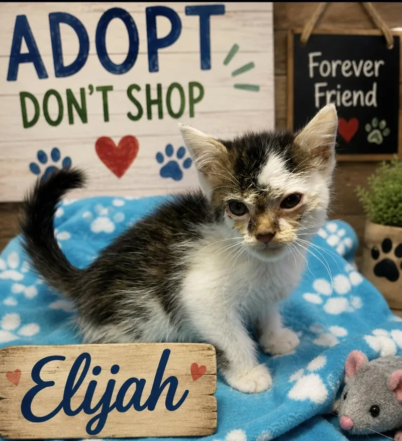 A baby small-sized male Domestic Medium Hair cat named Elijah for adoption in Washington Court House, OH