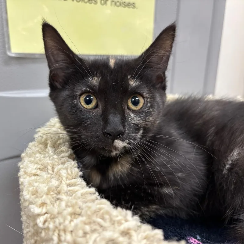 A baby small-sized female Tortoiseshell Domestic Medium Hair cat named Belgian for adoption in Las Vegas, NV