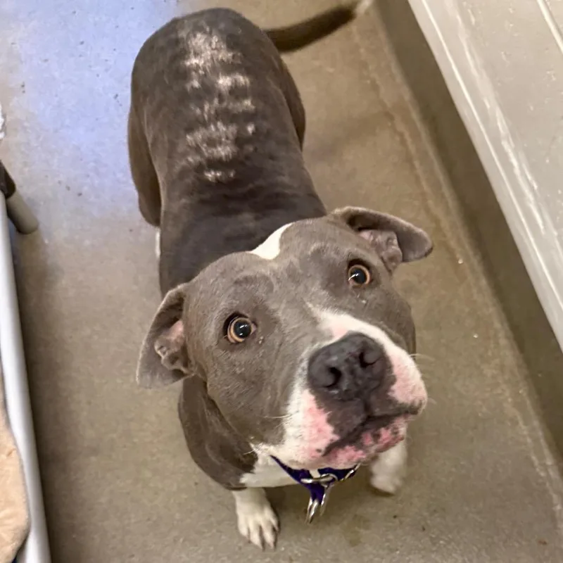 An adult large-sized female Gray / Blue / Silver Pit Bull Terrier dog named Primrose for adoption in Los Angeles, CA