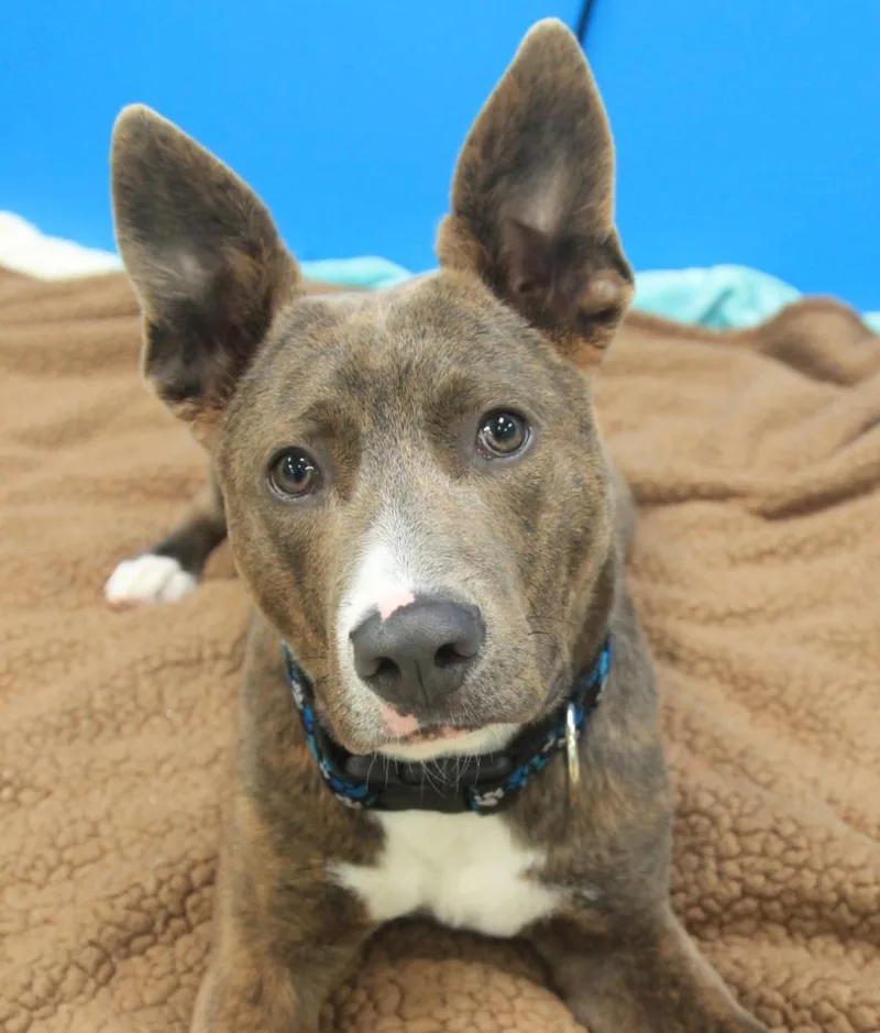 A baby large-sized male Shepherd dog named Maverick for adoption in Utica, MI