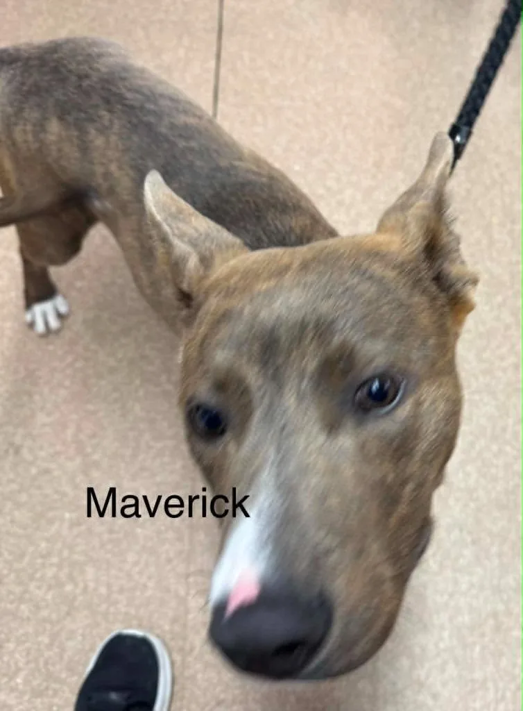Maverick thumbnail 2