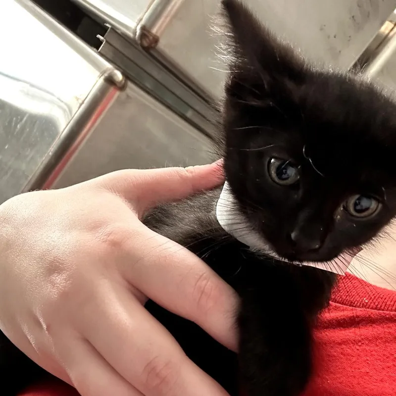 A baby small-sized male Black Domestic Short Hair cat named Fendt for adoption in Leander, TX