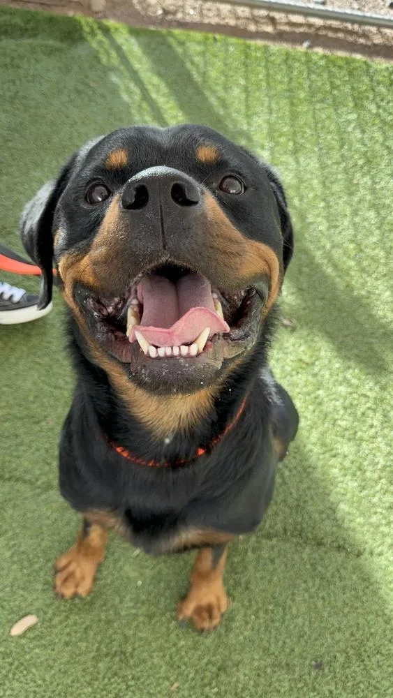 A young large-sized male Brown / Chocolate Rottweiler dog named Zeke for adoption in Gilbert, AZ
