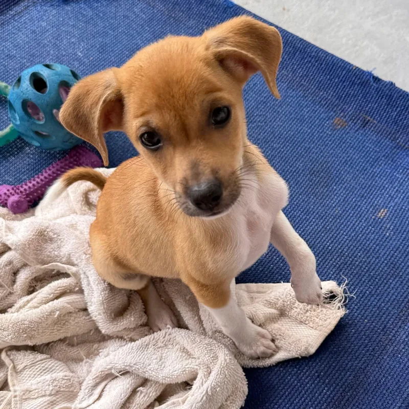 A baby small-sized male Jack Russell Terrier dog named Bubbles for adoption in Carmel, NY