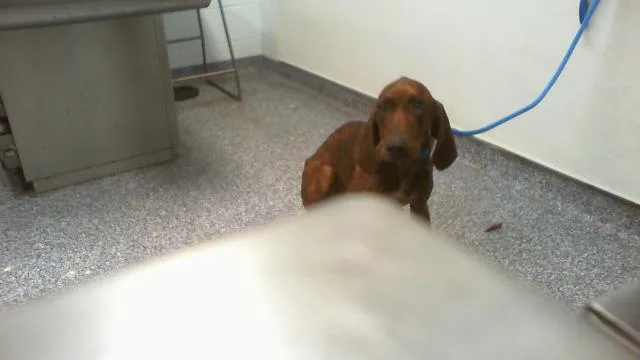A young medium-sized male Plott Hound dog named Elvis for adoption in Charlotte, NC