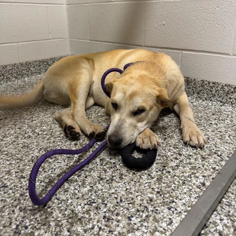 A young large-sized male White / Cream Labrador Retriever dog named Spork for adoption in Morganton, NC