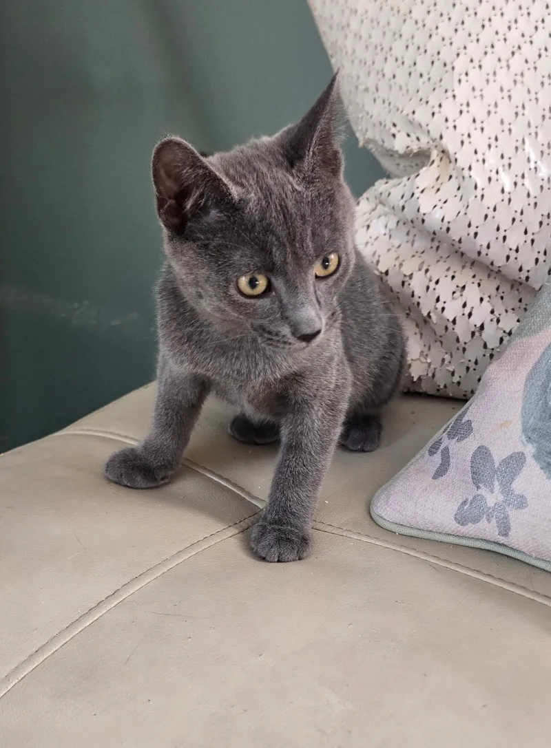 A baby medium-sized male Gray / Blue / Silver Domestic Short Hair cat named Poseidon for adoption in Valhalla, NY