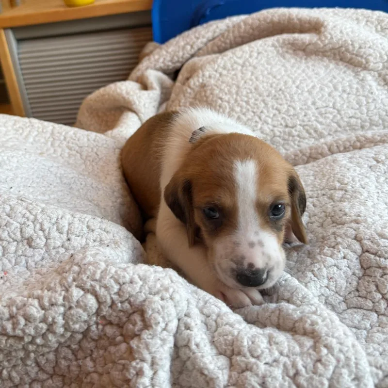 Mr. Benedict Bridgerton