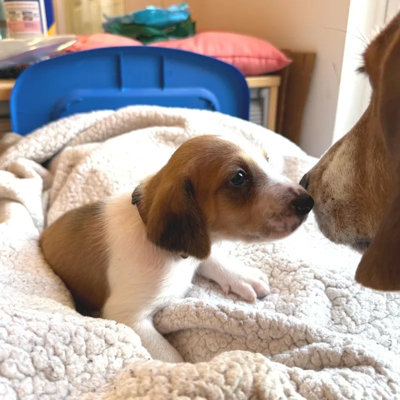 Mr. Benedict Bridgerton thumbnail 3