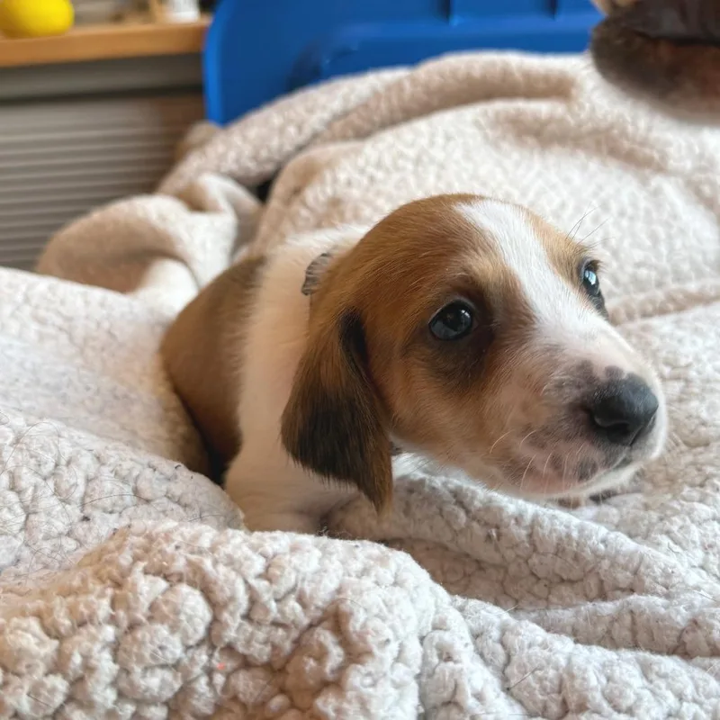 Mr. Benedict Bridgerton thumbnail 5