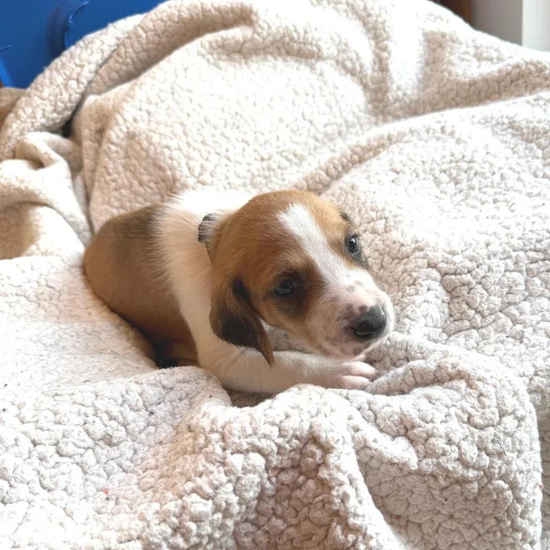 Mr. Benedict Bridgerton thumbnail 6