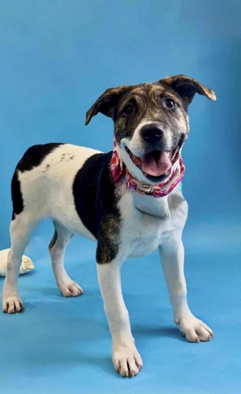 A baby large-sized female White / Cream Pit Bull Terrier dog named Sonora for adoption in Alvin, TX