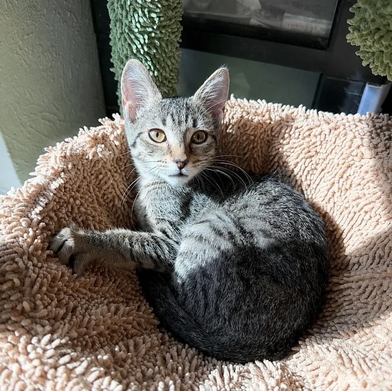 A baby medium-sized male Tabby (Brown / Chocolate) Tabby cat named Scott the sweetheart for adoption in Burlington, NC