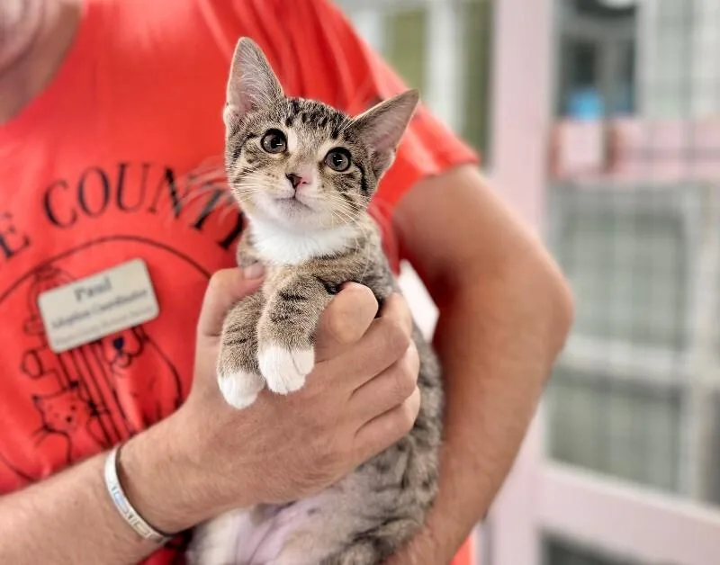 A young medium-sized female Domestic Short Hair cat named Salmon for adoption in Wooster, OH
