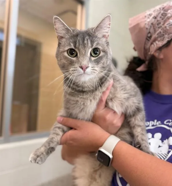 An adult medium-sized female Domestic Short Hair cat named Luna for adoption in Brighton, CO