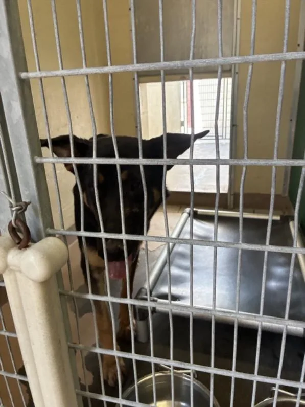 An adult medium-sized male German Shepherd Dog dog named Goblin for adoption in Texas City, TX
