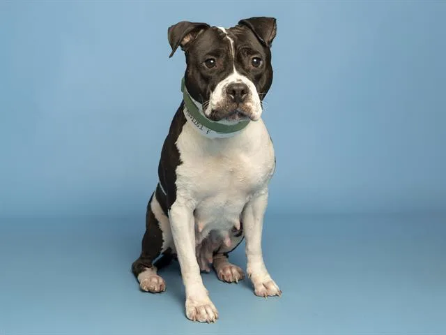 An adult medium-sized female Pit Bull Terrier dog named Maggie for adoption in Phoenix, AZ