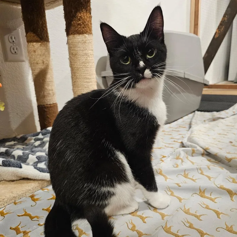 A young medium-sized female Domestic Short Hair cat named Buttercup for adoption in Bismarck, ND
