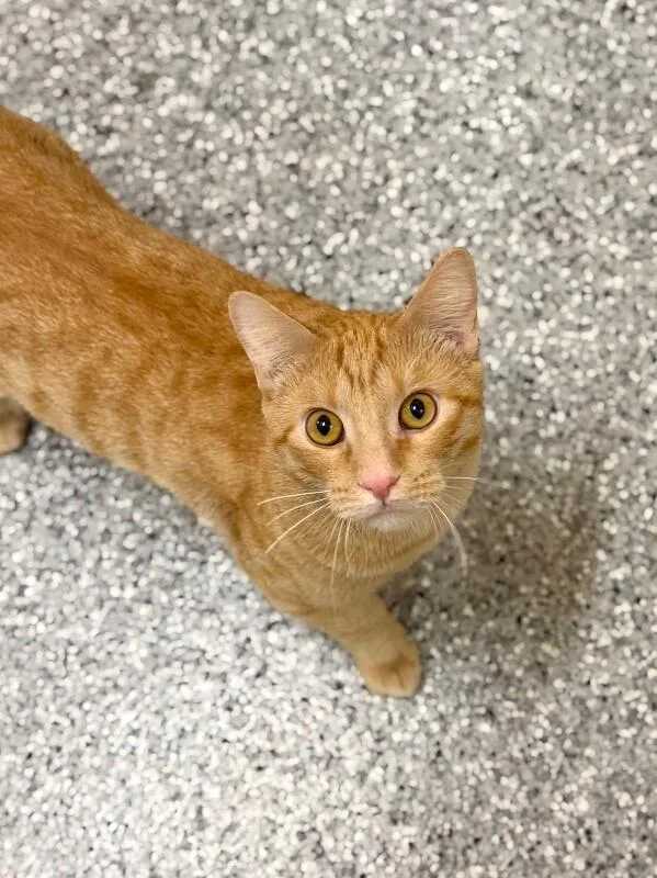 An adult medium-sized male Domestic Short Hair cat named Thomas O'Malley for adoption in Fruit Heights, UT