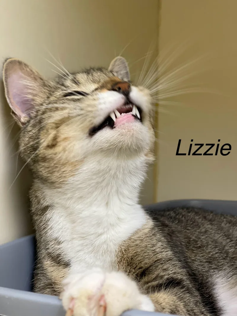 Lizzie thumbnail 2