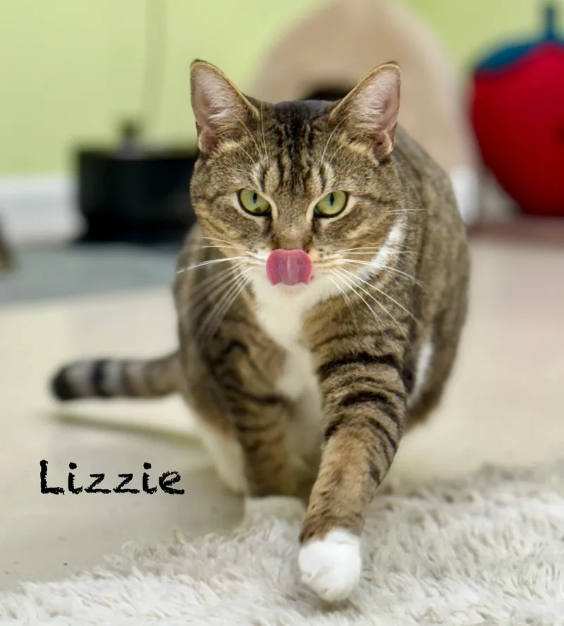 Lizzie thumbnail 3