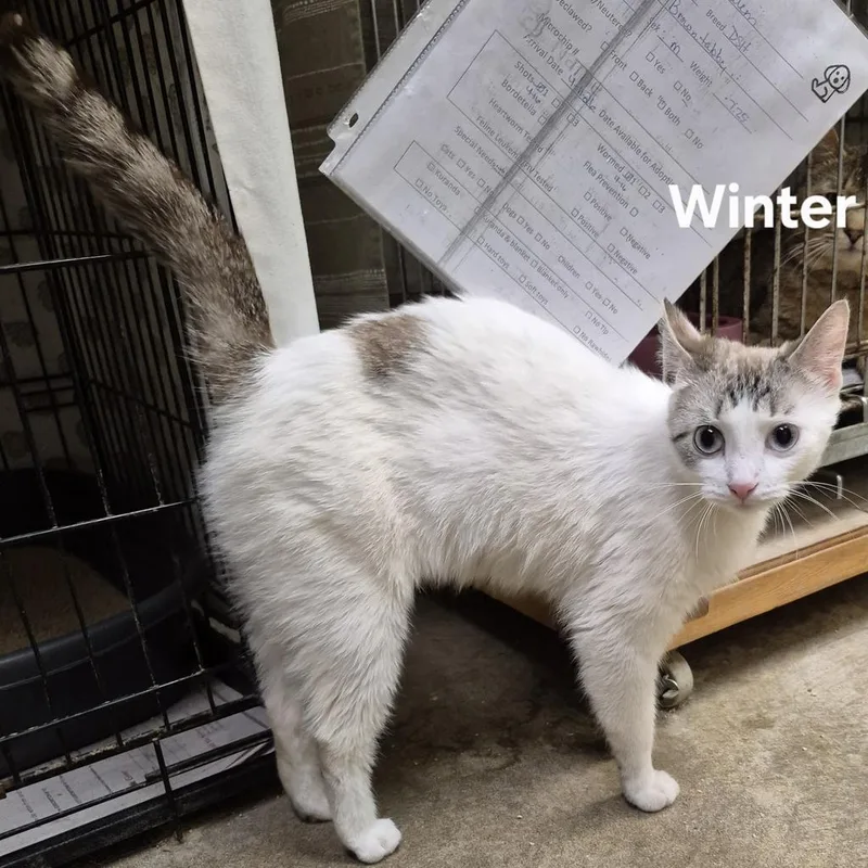 A young medium-sized female Domestic Short Hair cat named Winter for adoption in Kendallville, IN