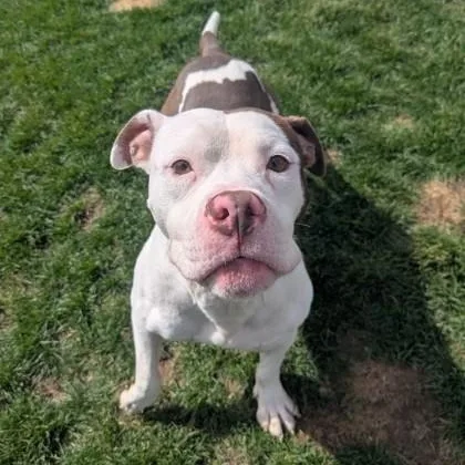 A young large-sized male White / Cream Pit Bull Terrier dog named Kermit for adoption in Vienna, OH