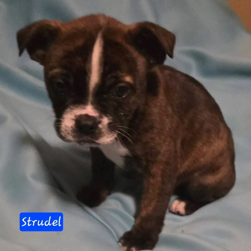 Strudel thumbnail 5