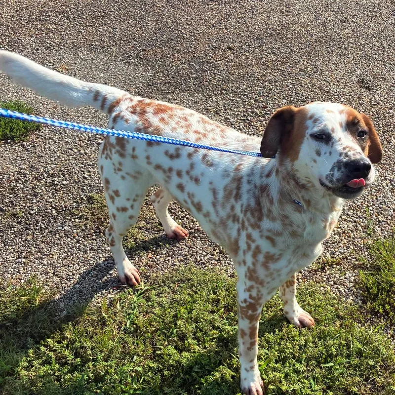 An adult large-sized female Red / Chestnut / Orange Dalmatian dog named Skylar for adoption in Petersburg, IL