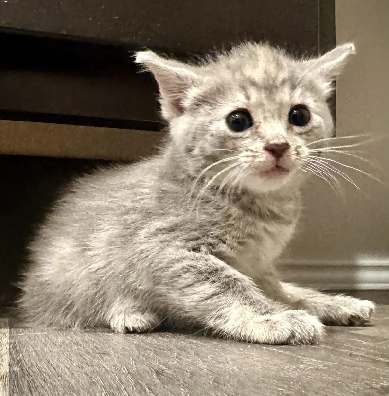 A baby small-sized female Gray / Blue / Silver Domestic Short Hair cat named Gnocchi for adoption in Shawnee, OK