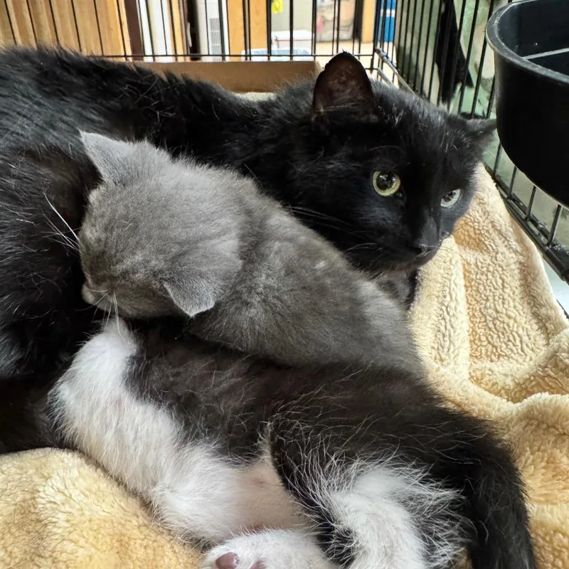 An adult medium-sized female Black Domestic Short Hair cat named Celeste for adoption in Cheyenne, WY