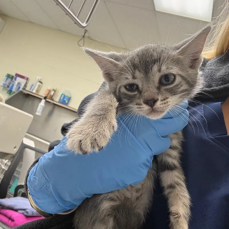 A baby small-sized female Gray / Blue / Silver Domestic Short Hair cat named Graycie for adoption in Bastrop, TX