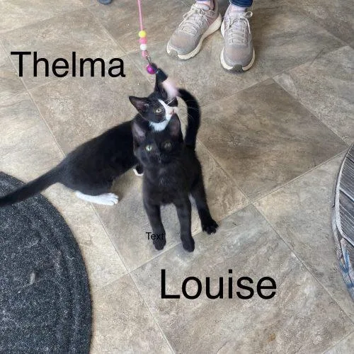 Thelma thumbnail 4