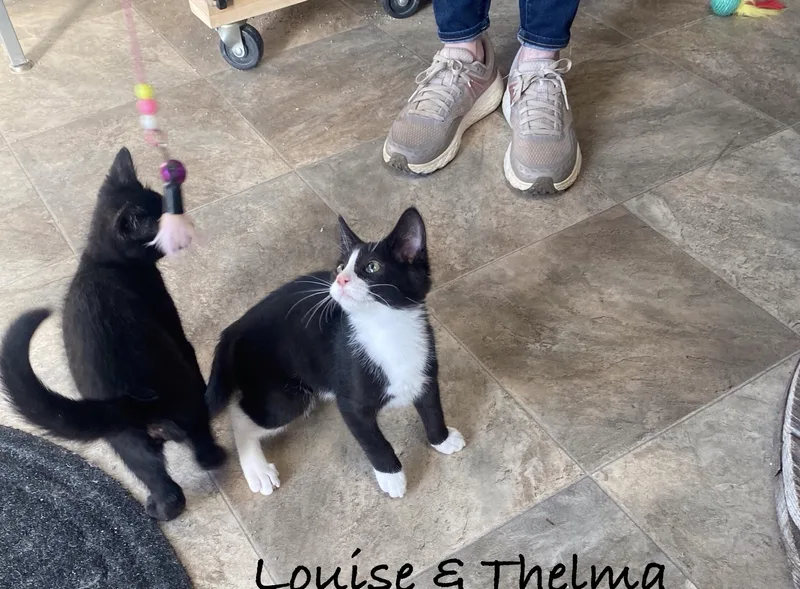 Thelma thumbnail 5