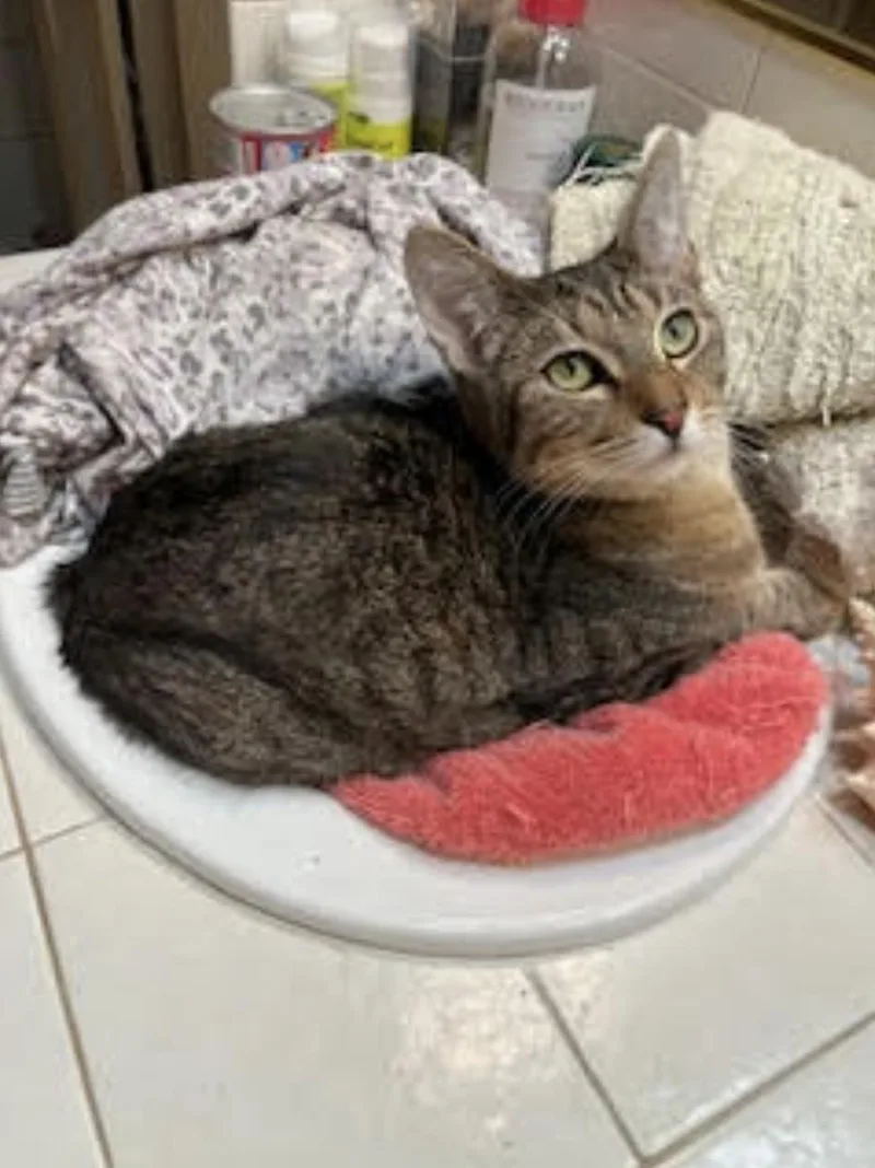 Brandy Snap thumbnail 2