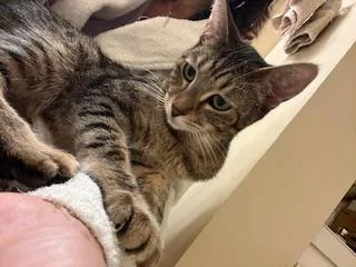 Brandy Snap thumbnail 3