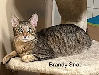 Brandy Snap thumbnail 4