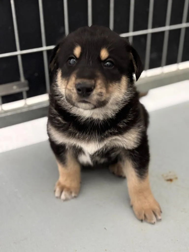 Tyson