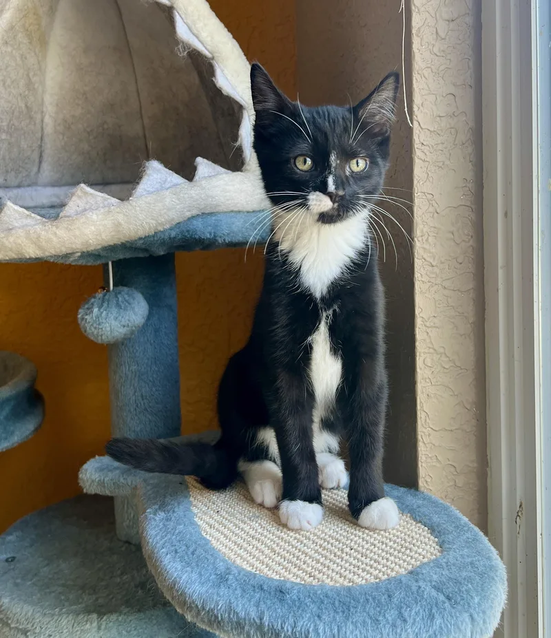 A baby medium-sized male Black & White / Tuxedo Domestic Short Hair cat named Rembrandt for adoption in Pasco, WA