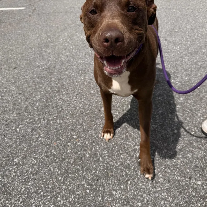 An adult large-sized male Brown / Chocolate Mixed Breed dog named River for adoption in Asheville, NC