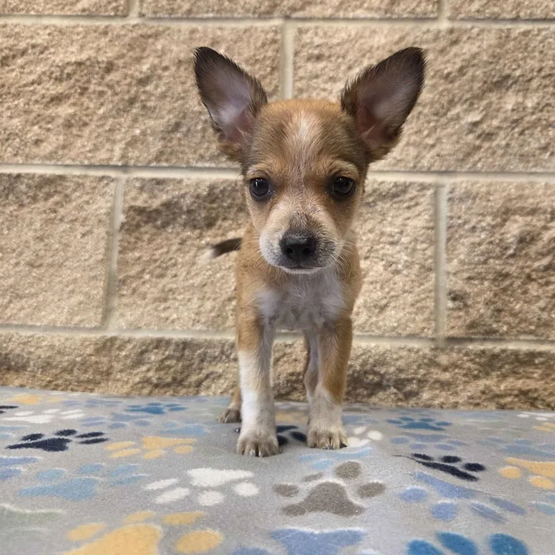 A baby small-sized female Brown / Chocolate Australian Shepherd dog named Amelia Earhart for adoption in Beaumont, TX