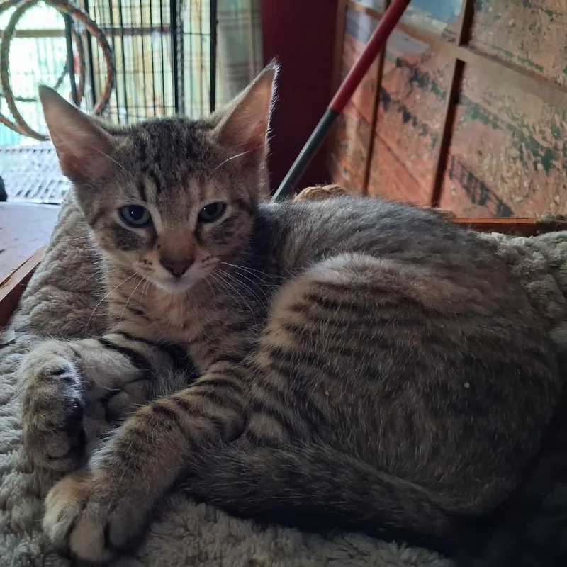 A baby small-sized male Gray / Blue / Silver Domestic Short Hair cat named Fenfur for adoption in Springfield, IL