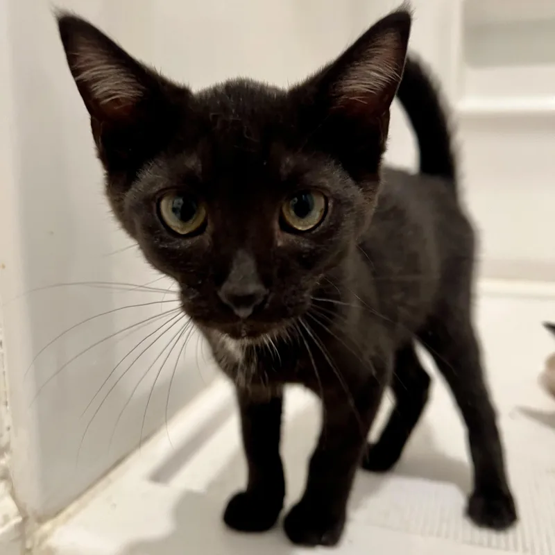 A baby small-sized male Black Domestic Short Hair cat named Ganon for adoption in Richmond, VA