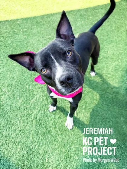 An adult medium-sized male Black Pit Bull Terrier dog named Jeremiah for adoption in Kansas City, MO