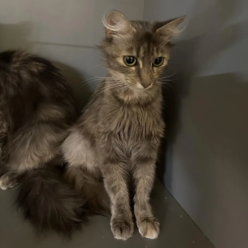 An adult small-sized female Torbie Domestic Long Hair cat named Whisk for adoption in Newberg, OR
