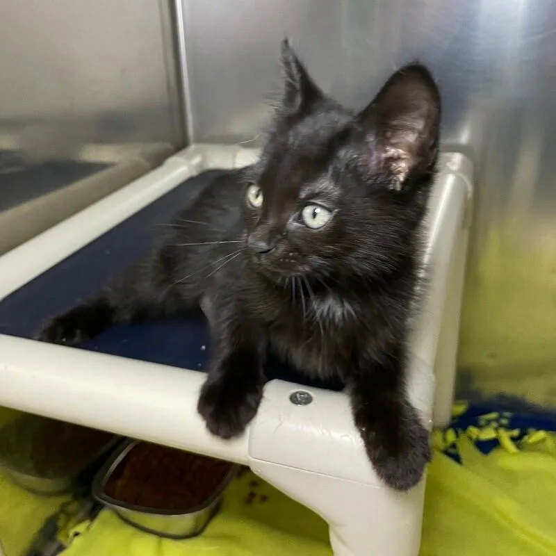 A baby medium-sized female Domestic Short Hair cat named Pollen for adoption in Roanoke, VA