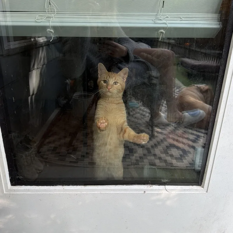 A young medium-sized male Orange & White American Shorthair cat named Cheddar for adoption in Suffield, CT