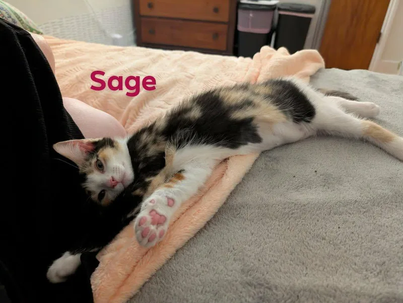 Sage thumbnail 3