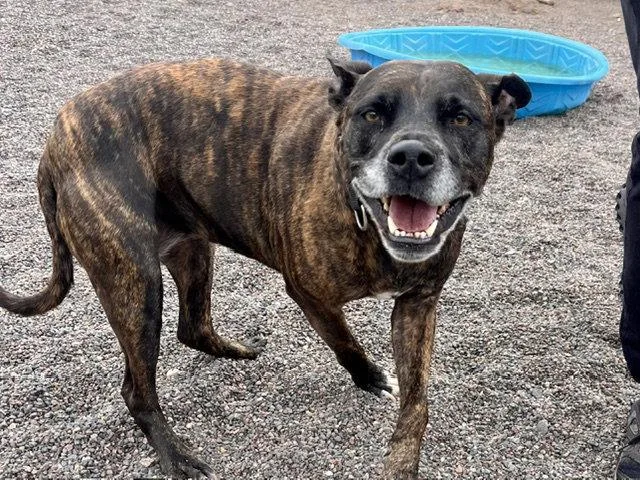 An adult large-sized female Pit Bull Terrier dog named Jade for adoption in Webster, WI